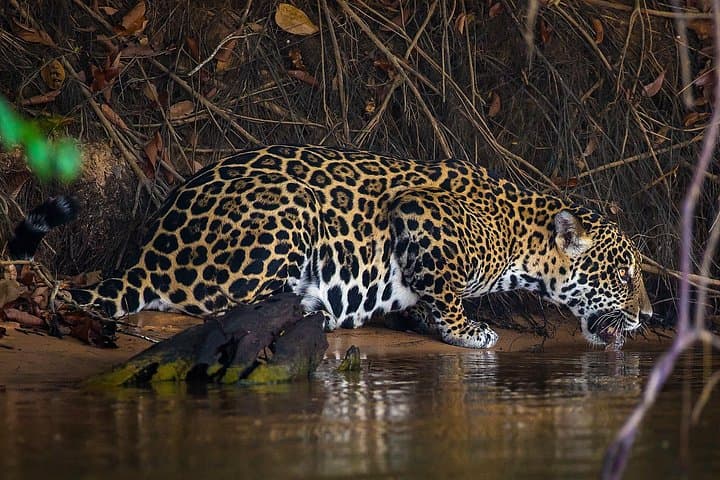 4-Day Pantanal Wildlife Safari from Cuiabá — Jaguars, Birds & River Safaris