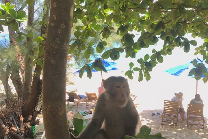 Full-Day Diving & Snorkeling at Cham Islands — Tiger Fish Divers (Hoi An) photo 5