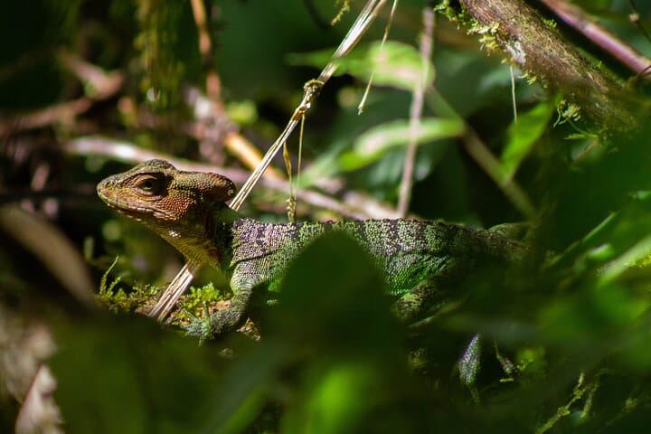 Mindo Cloud-Forest Birding and Naturalist Tour — Private Day Trip photo 4