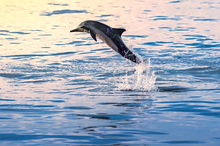 Private 3-Hour Snorkeling & Dolphin-Watching Tour from Muscat: Coral Reefs and Wild Dolphins photo 5