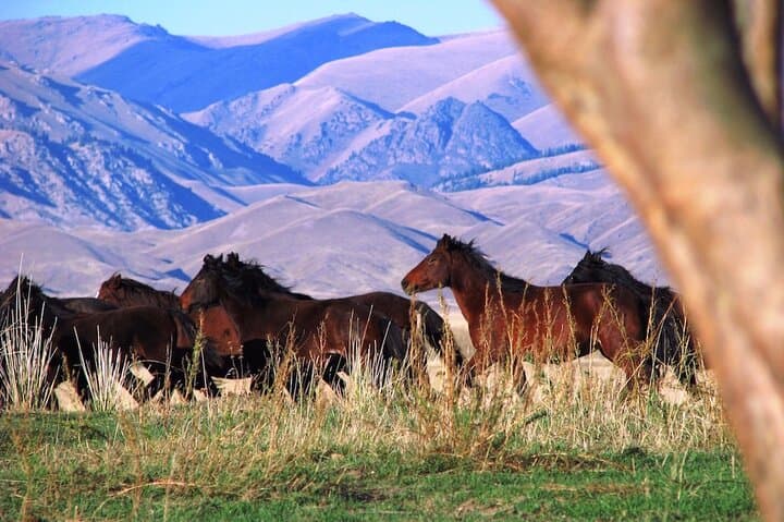 3-Day Nomadic Adventure to Turgen Falls, Assy Plateau & Glamping near Almaty