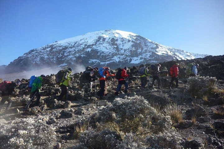 7-Day Lemosho Route Kilimanjaro: Summit Uhuru Peak via the Scenic West Approach photo 4