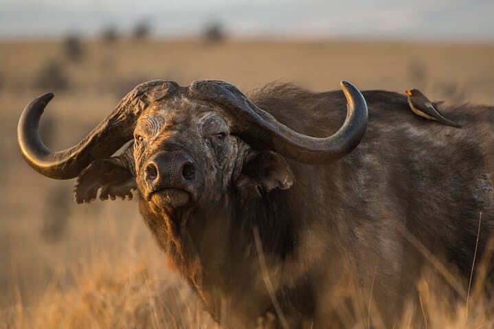 Arusha National Park — Full-Day Private Walking & Canoe Safari from Arusha
