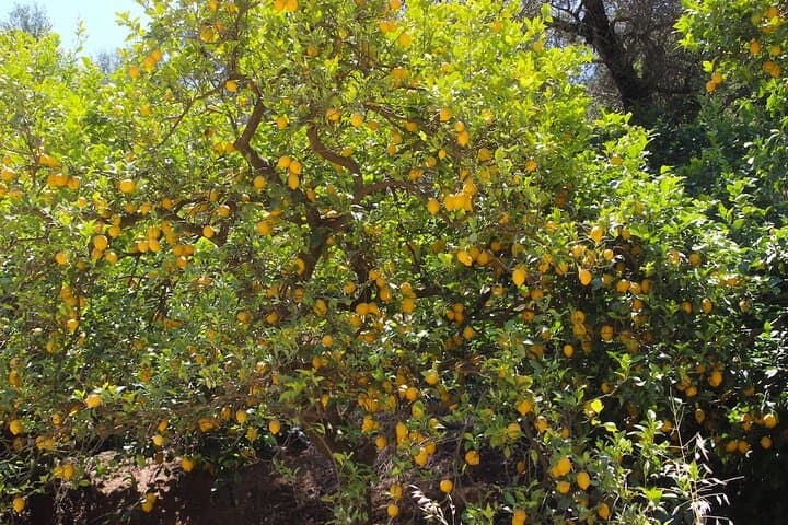 Explore Chania's White Mountains: Nature, Villages & Traditional Cretan Lunch photo 6
