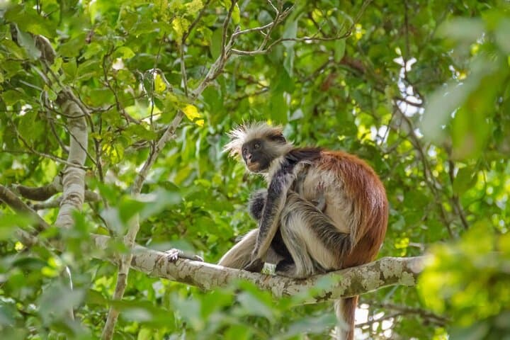 Arusha National Park — Full-Day Private Walking & Canoe Safari from Arusha photo 4