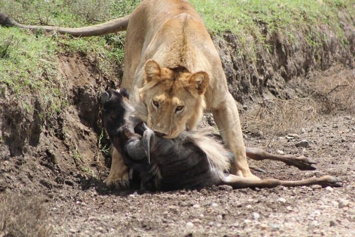 Arusha National Park — Full-Day Private Walking & Canoe Safari from Arusha photo 6