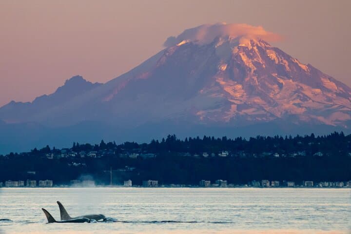 Seattle Sunset Sail BYOB: Evening Sail on a 70ft Racing Yacht photo 6