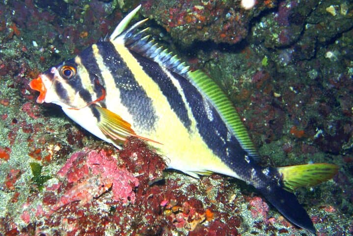 Discover Scuba Diving in Izu: Beginner-Friendly Day Dives from Ito