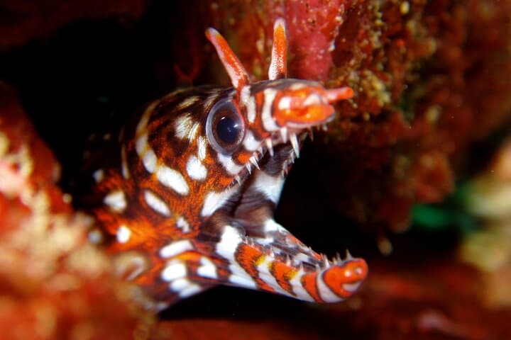Discover Scuba Diving in Izu: Beginner-Friendly Day Dives from Ito photo 2