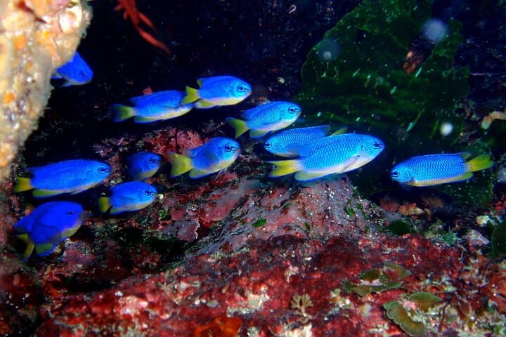 Discover Scuba Diving in Izu: Beginner-Friendly Day Dives from Ito photo 3