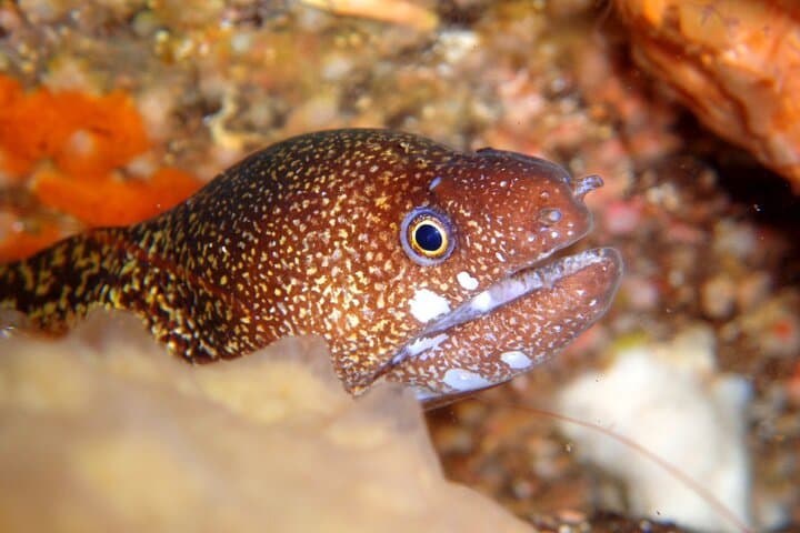 Discover Scuba Diving in Izu: Beginner-Friendly Day Dives from Ito photo 4