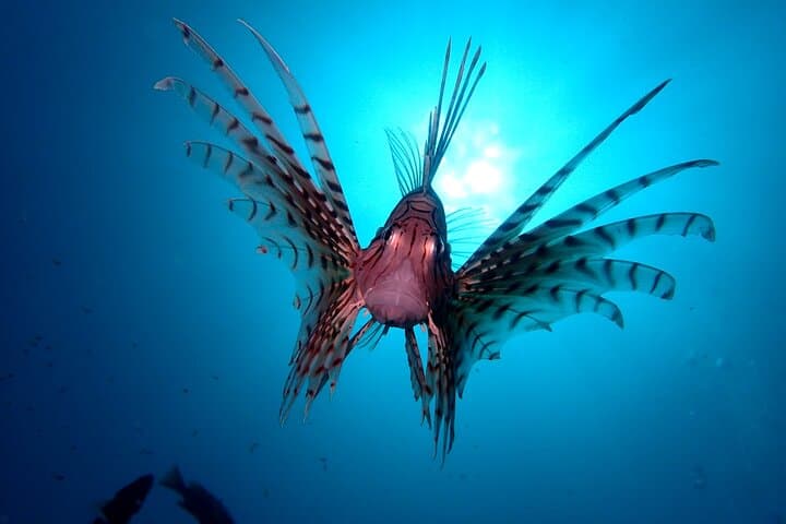 Discover Scuba Diving in Izu: Beginner-Friendly Day Dives from Ito photo 5