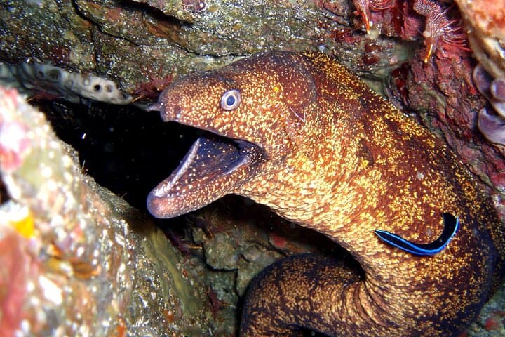 Discover Scuba Diving in Izu: Beginner-Friendly Day Dives from Ito photo 6
