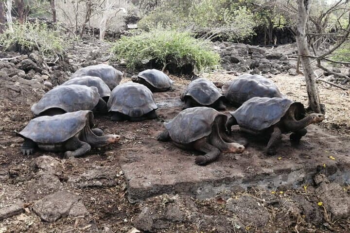 7-Day Galapagos Santa Cruz & Isabela Islands with Quito Highlights photo 4