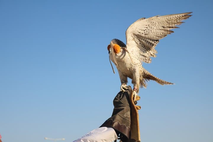 Doha Private Desert Safari: Dune Bashing, Sandboarding & Camel Camp photo 6