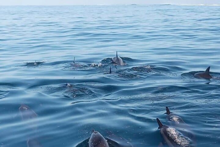 Private Dolphin & Turtle Encounter in Le Morne Lagoon — Half-Day Snorkel Trip photo 3