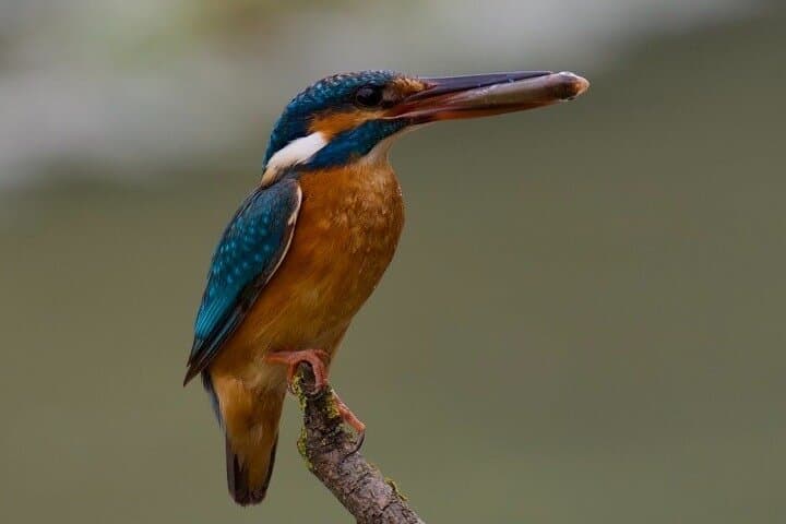3-Day Danube Delta Canoe & Camping Tour from Tulcea photo 4