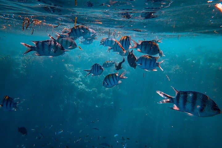 Trincomalee Whale & Dolphin Watching with Snorkel Stops at Swami and Navy Rock photo 5