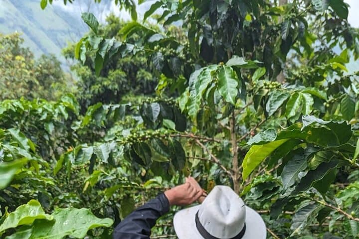 Three-Day Private Coffee Farm Immersion in Filadelfia, Colombia photo 6