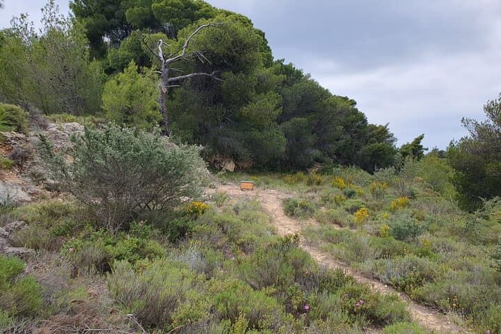 Spetses 4x4 Safari: 2-Hour Off-Road Tour Through Forest, Beaches & Views photo 4