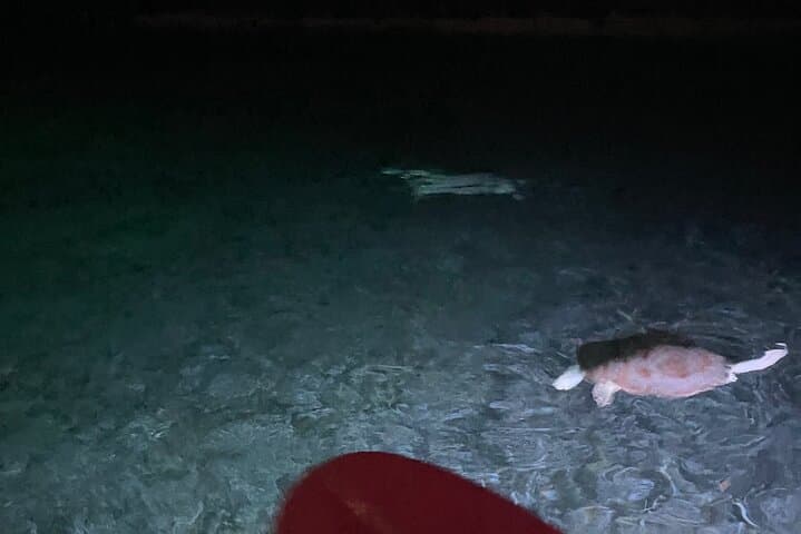 Night Kayaking in Anguilla: Paddle Through Liquid Glow Bioluminescence photo 3