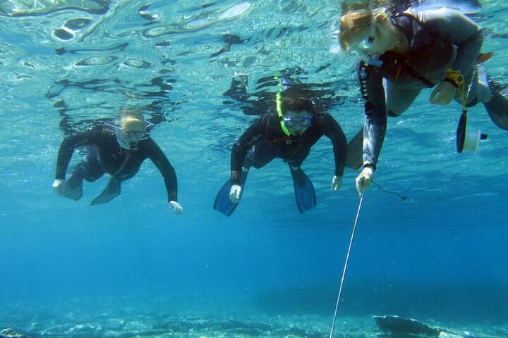 Beginner Snorkel in Mirabello Bay with the Blue Dolphin Team photo 4