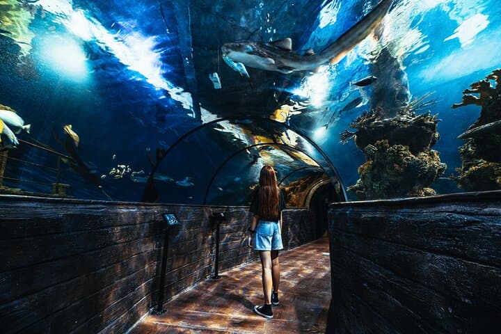 Inside the Malta National Aquarium: Walk-Through Tanks, Sharks & Family-Friendly Marine Exhibits