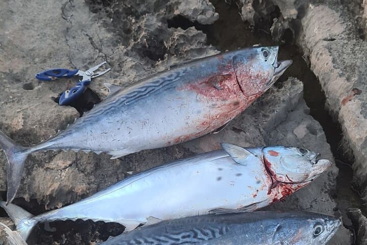 Private Montenegro Fishing Tour in Kotor Bay — Adriatic Deep-Sea Charter photo 2