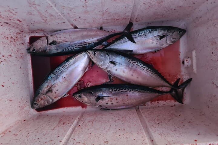 Private Montenegro Fishing Tour in Kotor Bay — Adriatic Deep-Sea Charter photo 3