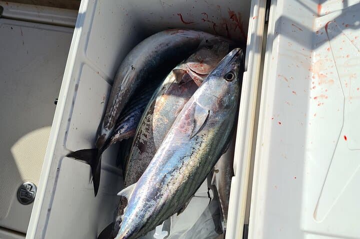 Private Montenegro Fishing Tour in Kotor Bay — Adriatic Deep-Sea Charter photo 5
