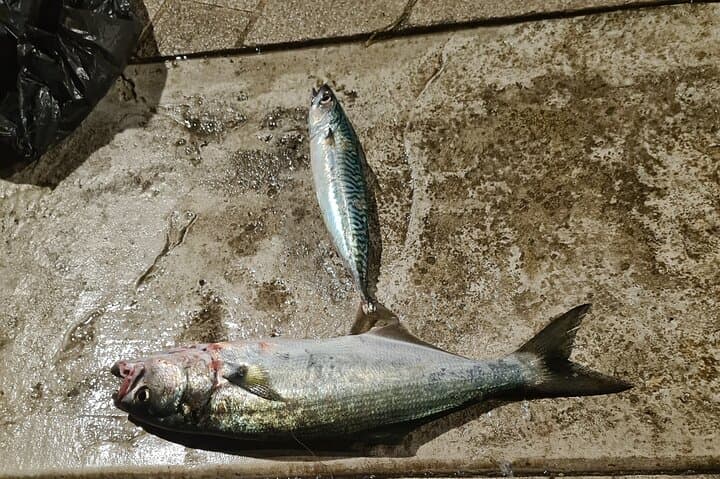 Private Montenegro Fishing Tour in Kotor Bay — Adriatic Deep-Sea Charter photo 6