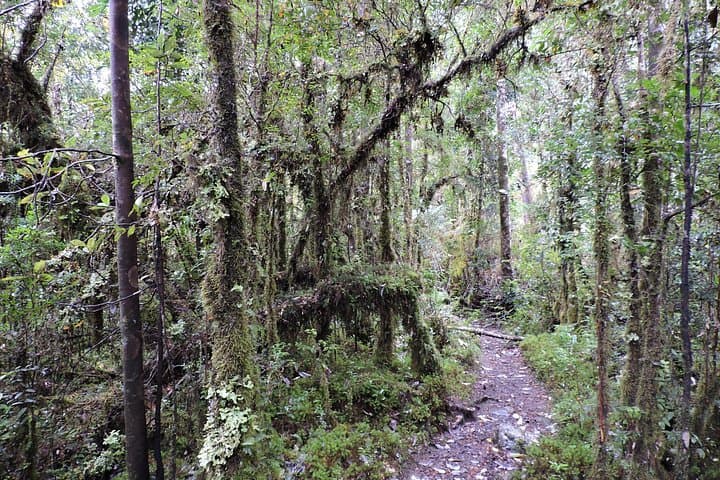 Alerce Andino: Hike to the Millennial Alerce (Las Chaicas Private Tour)