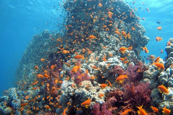 Private Scuba Diving in the Red Sea of Aqaba — Shore Dives & Wrecks photo 3