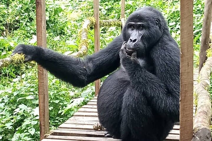 5-Day Uganda Primate & Gorilla Trekking Luxury Safari — Kibale to Bwindi photo 3