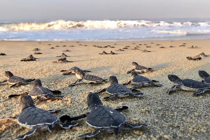 Olive Ridley Turtle Release near Puerto Escondido — Hatchling Conservation Experience