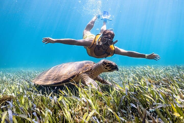 Puerto Morelos Snorkeling with Turtles and Stingrays: Reef Tour Guide photo 2