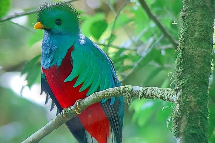 Monteverde Cloud Forest Nature Walk — 2.5‑Hour Guided Reserve Experience