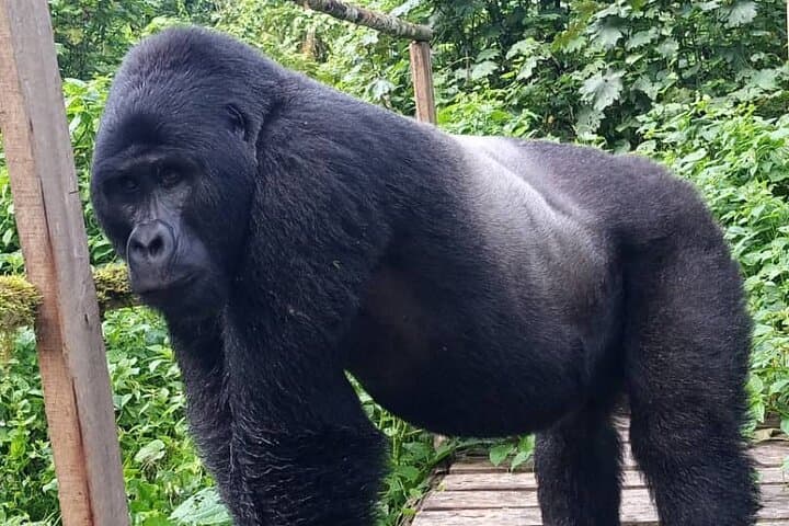 5-Day Uganda Primate & Gorilla Trekking Luxury Safari — Kibale to Bwindi