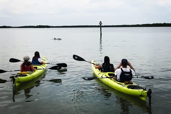 Rookery Bay Beginner Kayak Tour — Introductory Eco-Paddle from Naples