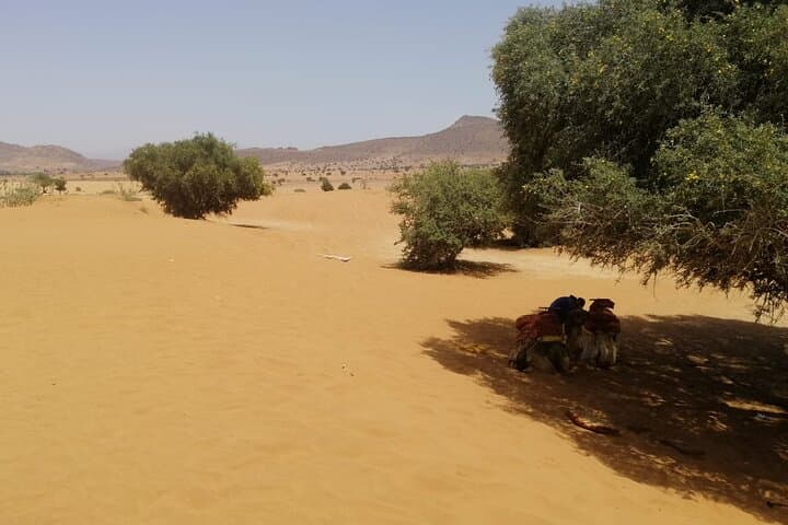 Agadir 4x4 Desert & Coastal Dunes — Massa Birds, Tiznit Walls and Berber Lunch photo 5