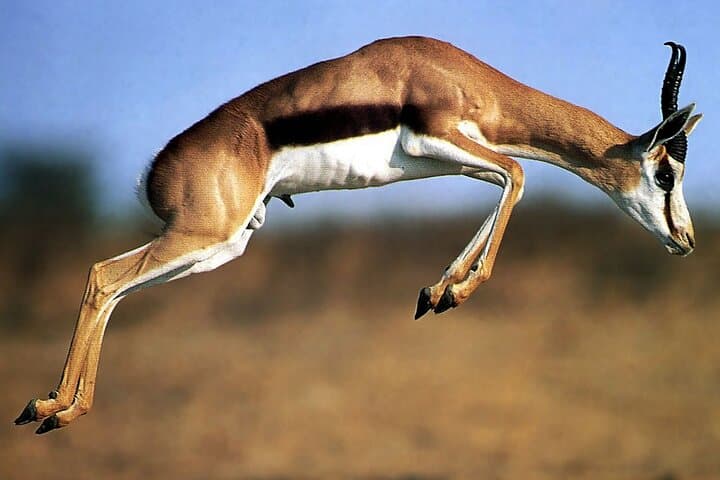 5-Day Private Safari: Mikumi to Nyerere (Selous) — Classic Southern Tanzania