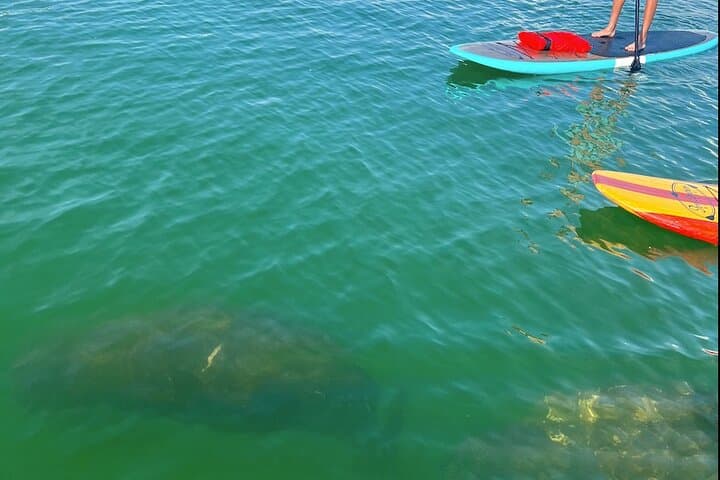 Paddle with Dolphins and Manatees — Marco Island Kayak & SUP Tour photo 2