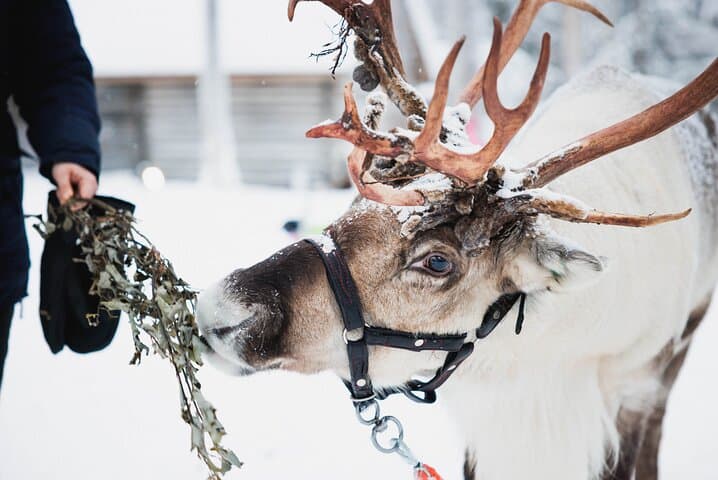 Rovaniemi Winter Highlights: Snowmobile Safari, Reindeer & Santa Claus Village photo 2