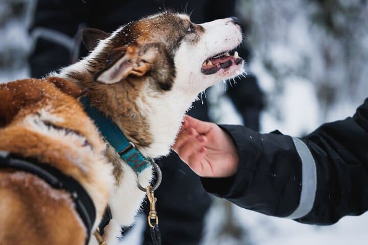 Rovaniemi Winter Highlights: Snowmobile Safari, Reindeer & Santa Claus Village photo 3