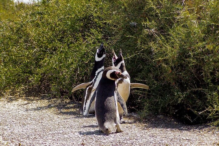 Full-Day Punta Tombo Penguin Colony Tour from Puerto Madryn photo 5