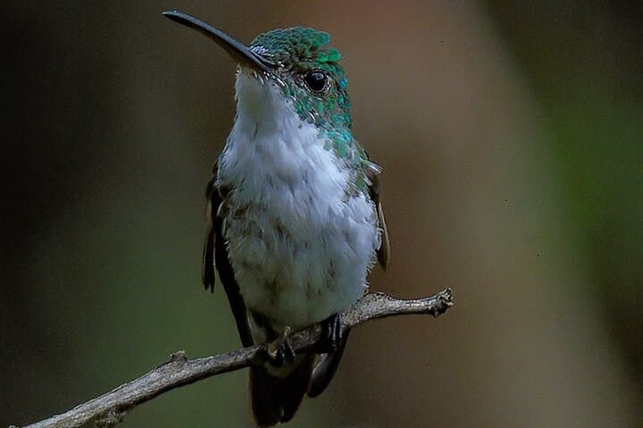 Mindo Cloud Forest Adventure: Hummingbirds, Waterfalls & Chocolate photo 5