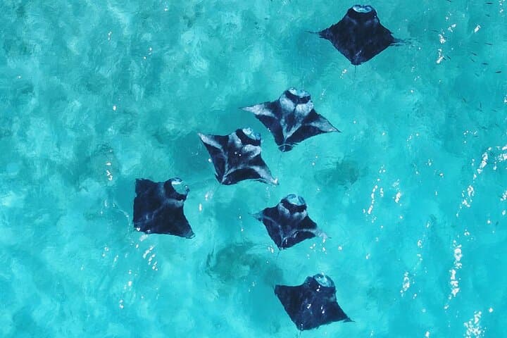 Discover Baa Atoll: 4 Nights in Dharavandhoo with Hanifaru Bay Manta & Whale Shark Snorkel photo 6