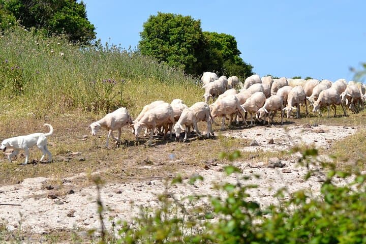 Alghero Jeep Tour: Off-Road Gulf Viewpoints, Nuragic Park & Cork Oak Forests photo 5