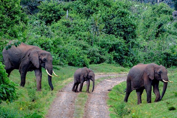 Two-Day Aberdare & Solio Ranch Safari: Rhino Conservation and Highland Game Drives