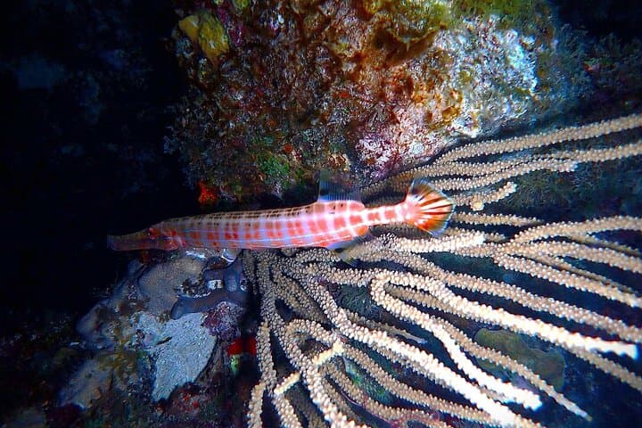St. Thomas Private Sunset Charter & Night Snorkeling Tour photo 3